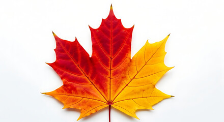 Vibrant maple leaf with autumn colors red orange yellow against a clean white backdrop