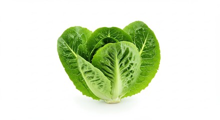 Fresh Romaine Lettuce Head Isolated on White Background Healthy Food Ingredient.