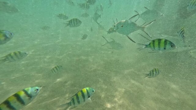 Underwater scene of sergeant major or Abudefduf saxatilis school of fish swimming in the clear shallow seawater