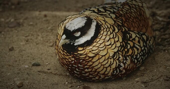 Reeves's pheasant sleeping in yard. Syrmaticus reevesii is a large pheasant within the genus Syrmaticus. It is endemic to China. Close up.