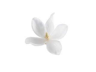 Obraz premium White Magnolia Flower Isolated on White