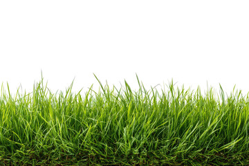 Fototapeta premium Lush green grass edge against transparent background