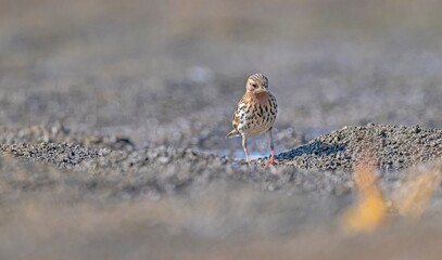 
The Red-throated Pipit (Anthus cervinus) is a species found in swamps and tundras in northern Asia, Europe, and Africa.