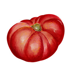 A large, juicy tomato with veins and folds. A ripe red vegetable. Autumn harvest for the fair. Watercolor illustration without background. Hand-drawn.
