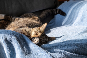 Close up view of a domestic gray stripe tabby cat contently sleeping on a towel covered recliner chair