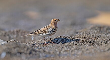 
The Red-throated Pipit (Anthus cervinus) is a species found in swamps and tundras in northern Asia, Europe, and Africa.