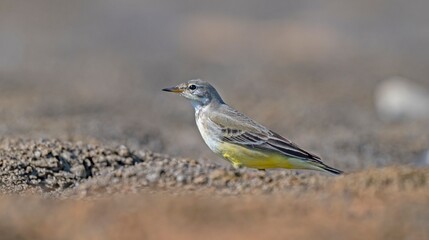 The Grey Wagtail (Motacilla cinerea) is a species that lives near wetlands and feeds on flies, insects, and mollusks.