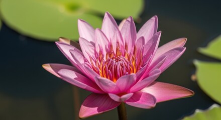 Close-up of a vibrant pink water lily with yellow center, floating on dark water