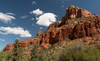 Fototapeta premium Red Rock Mesa with Desert Tree