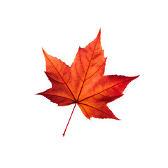 A single vibrant maple leaf displaying shades of orange and red against a black background clearly isolated