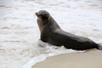 Galapagos sea lion on beach, Espanola Island, Galapagos Island, Ecuador