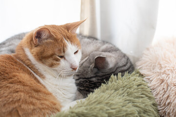 窓辺で眠る二匹の猫	