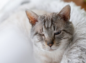 クッションに乗ってくつろぐ可愛い猫 シャムトラ猫