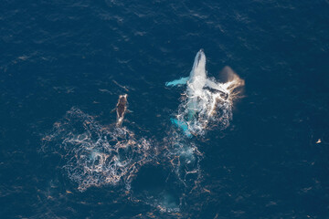 Top down aerial view of Humpback Whales with their young calf swimming alongside each other and breaching for air off the coast of northern New South Wales, Australia 