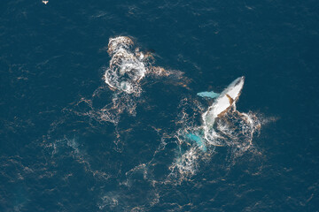 Top down aerial view of Humpback Whales with their young calf swimming alongside each other and breaching for air off the coast of northern New South Wales, Australia 