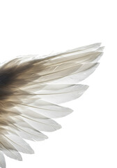 Naklejka premium transparent angel wing, extreme close-up, intricate unfurling feathers, iridescent barbules, soft down, luminescent plumage on a transparent background, ethereal beauty concept