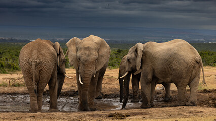 Fototapeta premium A small herd of elephant (Loxodonta africana) near Berg-en-Dal in the Tankwa Karoo National Park, Western Cape, South Africa