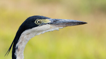 Black-headed heron (Swartkopreier) (Ardea melanocephala) in the Addo National Park, Gqeberha, South Africa 