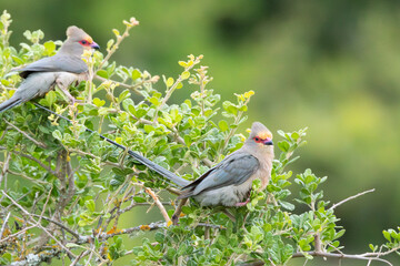 Red-faced Mousebird (Rooiwangmuisvoël) (Urocolius indicus) in the Tankwa Karoo National Park, Western Cape, South Africa