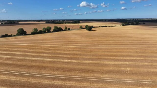 Aerial view of harvested field with golden hues, punctuated by rows of trees under a blue sky with scattered clouds, Bruessow, Brandenburg, Germany.