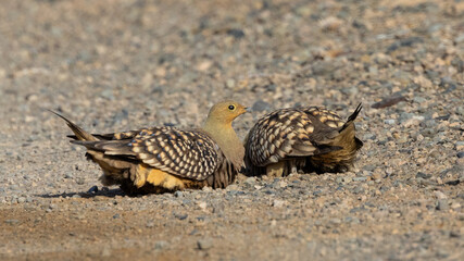 Namaqua sandgrouse (Kelkiewyn) (Pterocles namaqua) in the Tankwa Karoo National Park, Western Cape, South Africa