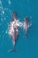 Top down aerial views of a Humpback Whale with calf feeding in shallow waters