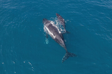 Top down aerial views of a Humpback Whale with calf feeding in shallow waters