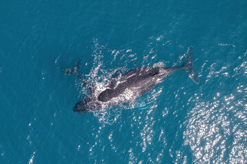 Top down aerial views of a Humpback Whale with calf feeding in shallow waters