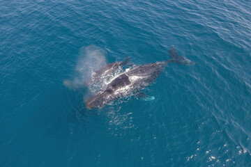 Top down aerial views of a Humpback Whale with calf feeding in shallow waters