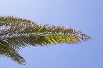 Palm tree leaves on a sunny day with bright blue sky background. Tropical summer nature scene representing holidays, freedom, eco-friendly living, relaxation, and exotic beach paradise atmosphere.