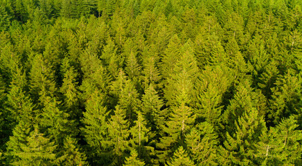Forest landscape, aerial view, travel through evergreen conifer trees, nature in Germany, ecosystem woodland, environment