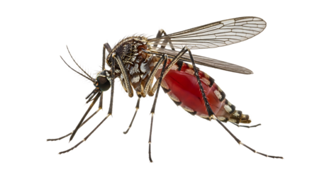 Aedes aegypti mosquito with a full abdomen of blood isolated on transparent background, a vector of dengue, chikungunya, zika and yellow fever viruses