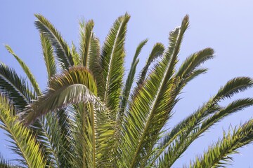 Palm tree leaves on a sunny day with bright blue sky background. Tropical summer nature scene representing holidays, freedom, eco-friendly living, relaxation, and exotic beach paradise atmosphere.