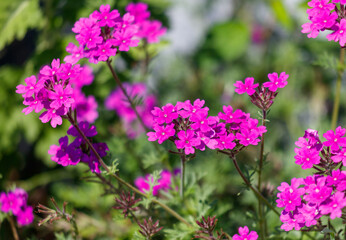 A bunch of pink flowers are in a garden