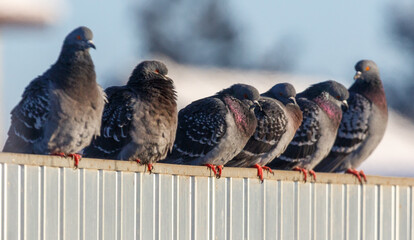 A group of pigeons sitting on a fence