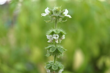 Close up Ocimum citriodourum flowers blooming on bunch in Thailand. Common name Hoary basil, Lemon basil, Hairy basil or Thai lamon basil.