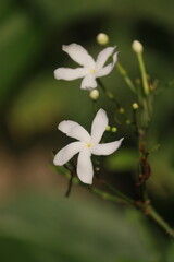 The subject matter pertains to the *Jasminum auriculatum* flower.