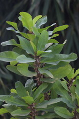 green leaves on tree