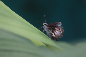 A butterfly rests upon a leaf.