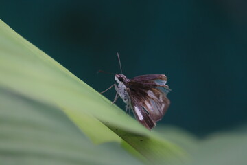 A butterfly rests upon a leaf.