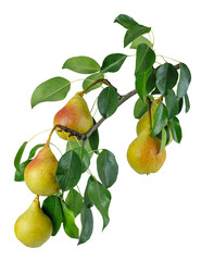 ripe yellow pears with red sides hang on a branch isolated on white