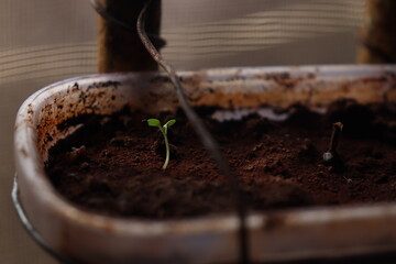 Embarking on a new chapter in the garden.