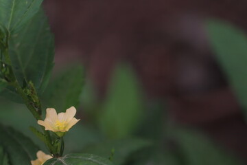*Sida rhombifolia* represents a specific plant species.