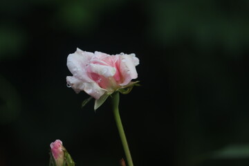 A pink rose displayed against a green backdrop.