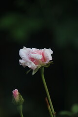 The presentation features a single pink rose.