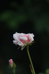 A pink rose is presented against a black background.