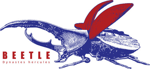 Hercules Beetle Long Horn Illustration Top Down. Blue Vintage Engraving. Red Text, Dynastes hercules. High Contrast Entomology T-Shirt Graphic.