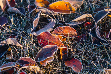Macro of autumn leaves in frost in sunlight