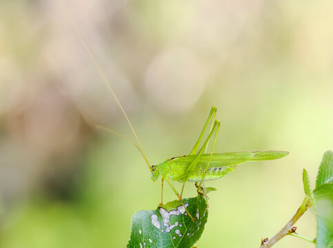 Gemeine Sichelschrecke (Phaneroptera falcata)