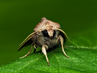 Braune Spätsommer-Bodeneule, Rötlichbraune Erdeule, Xestia xanthographa